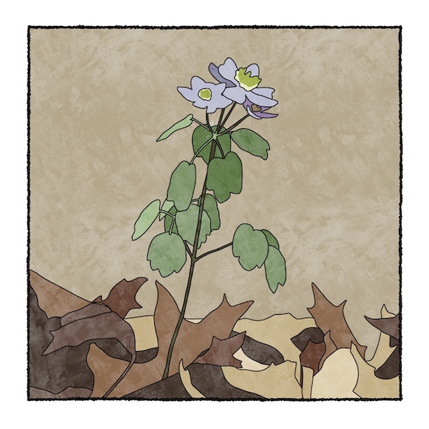 digital painting of rue anemone