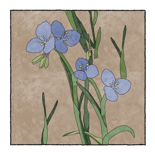 digital painting of spiderwort
