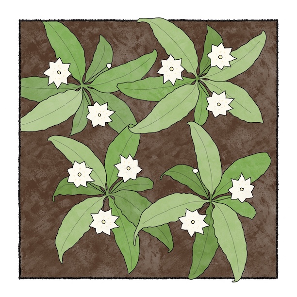 digital painting of starflower plants in bloom