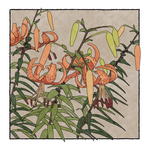 digital painting of Turks cap lillies in bloom