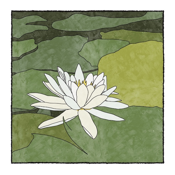 digital painting of water lily
