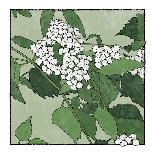 digital painting of white snakeroot