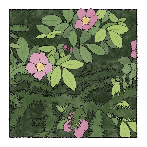 digital painting of wild roses in bloom, with fir branches