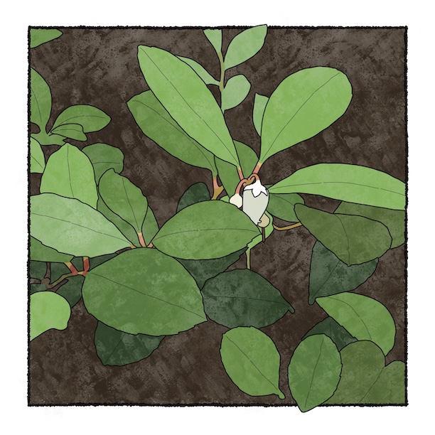 digital painting of wintergreen in bloom