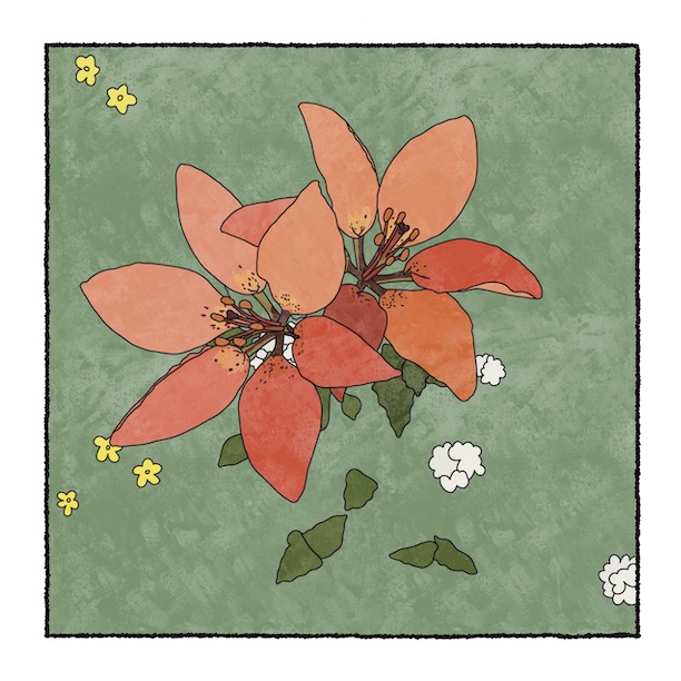 digital painting of wood lily